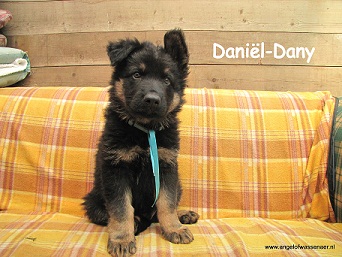 Daniël-Dany, ODH pup van 7 wk